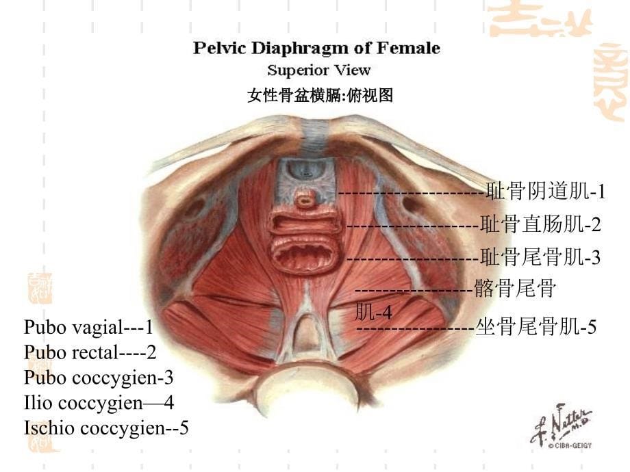 盆底功能康复技术姚_第5页