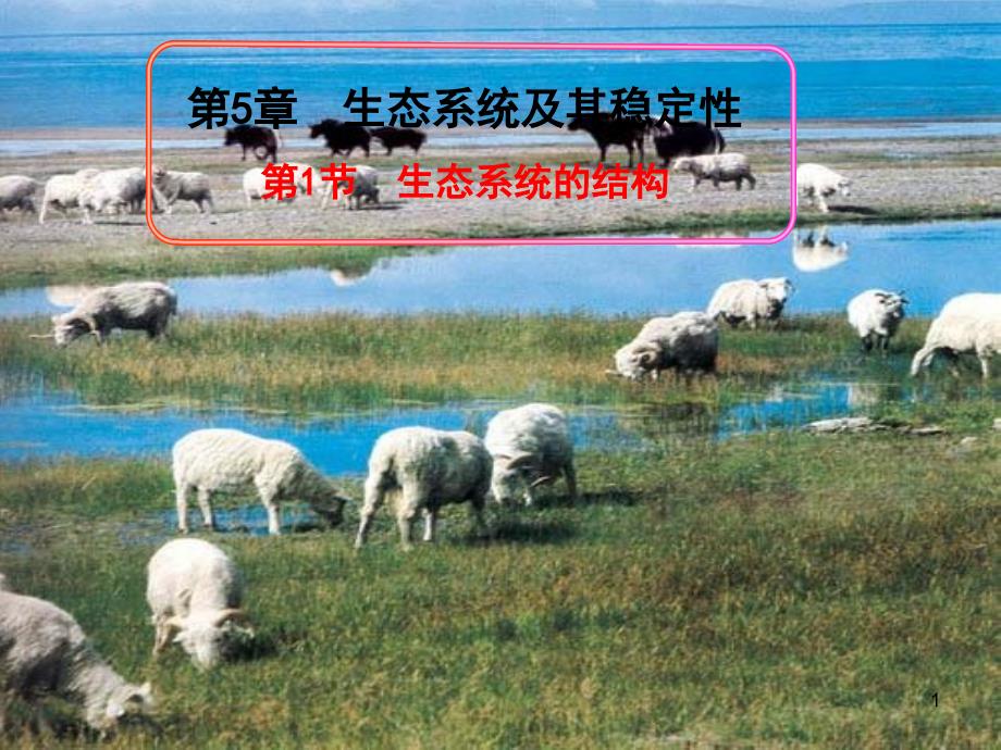 第三版生态系统的结构_第1页