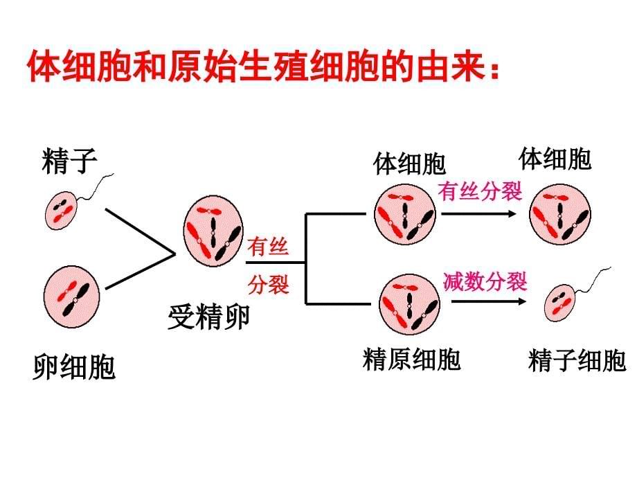 必修二第二章减数分裂文档资料_第5页