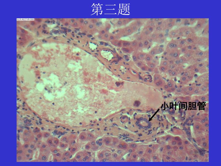 组织学实验考试模拟卷_第4页