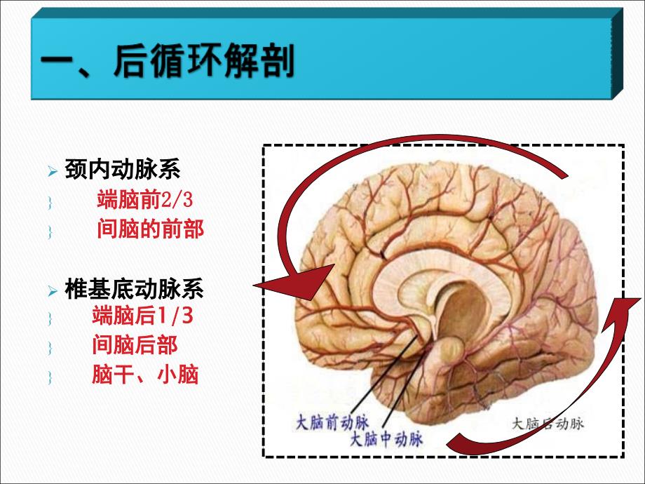 初涉后循环梗塞PPT课件_第4页