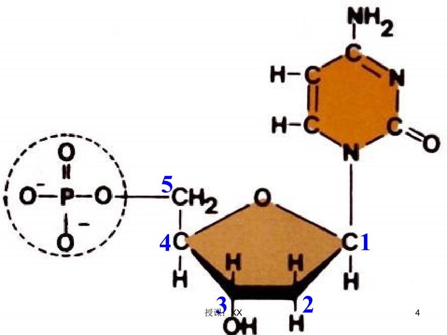 高二生物PCR技术(课堂PPT)_第4页