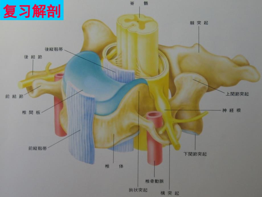 颈椎病--北医大课课件_第2页