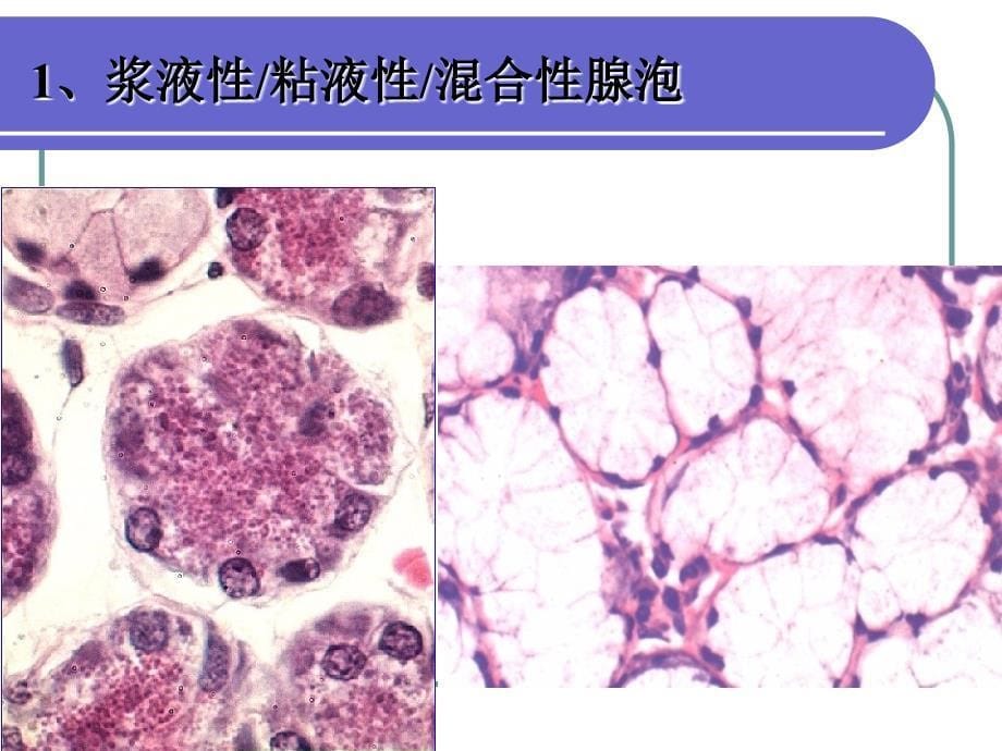 实习十一消化腺.ppt_第5页