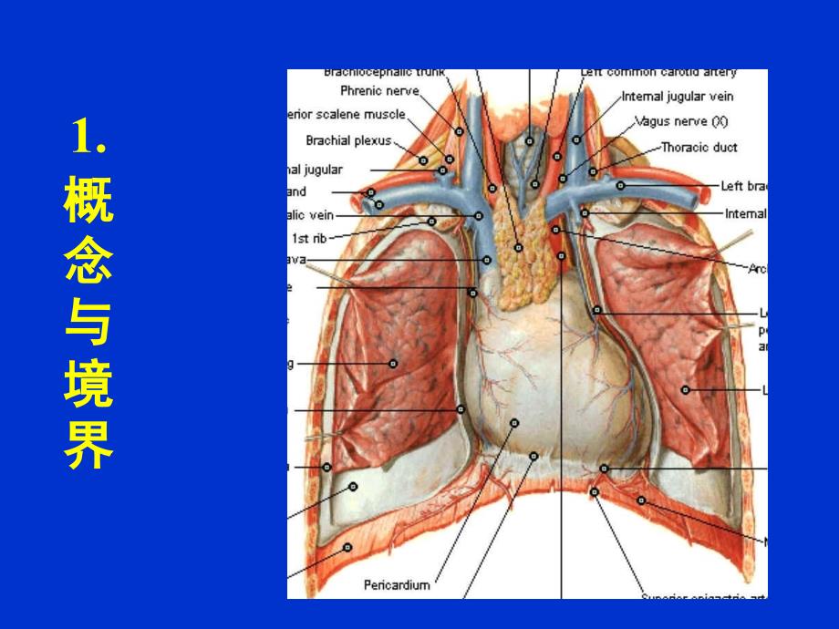 局部解剖学：12纵隔_第2页