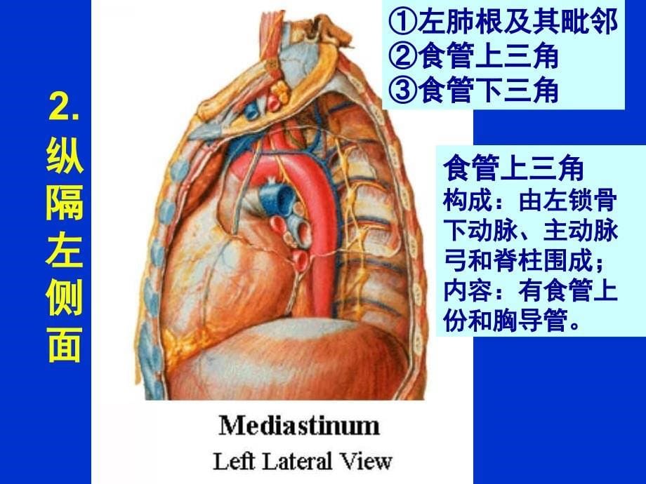 局部解剖学：12纵隔_第5页