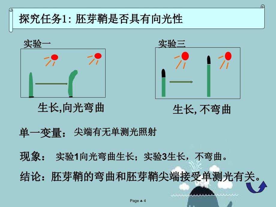 人教版教学高中生物人教版必修三第3章第1节植物生长素发现_第4页