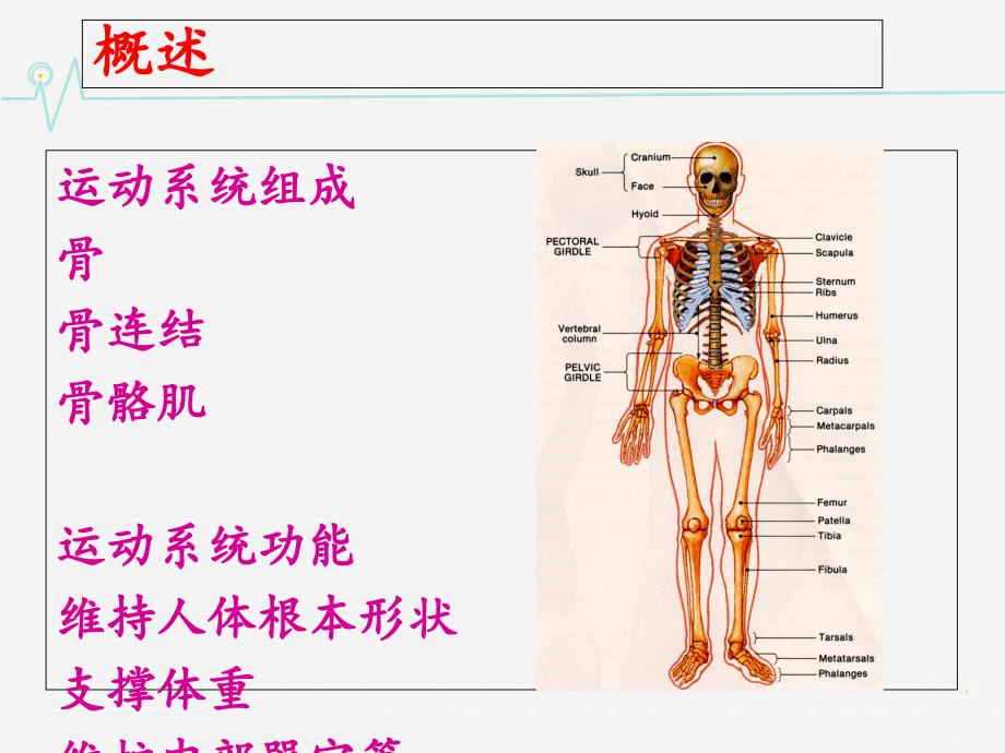 运动系统人体组织解剖学ppt课件_第2页