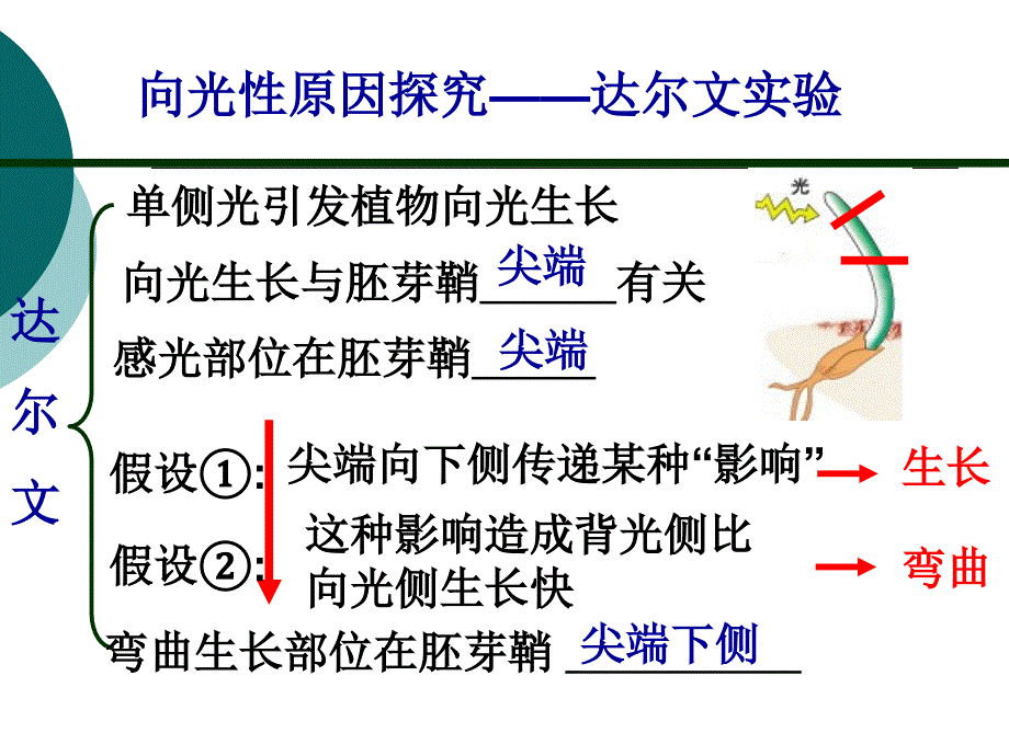 植物生长素的发现_第4页