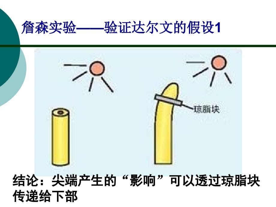 植物生长素的发现_第5页