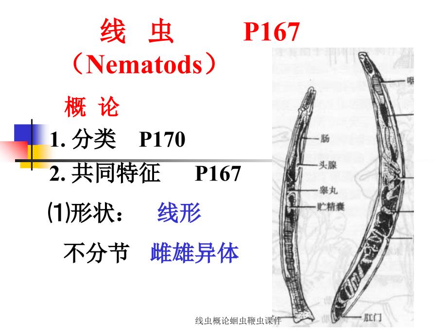 线虫概论蛔虫鞭虫课件_第1页