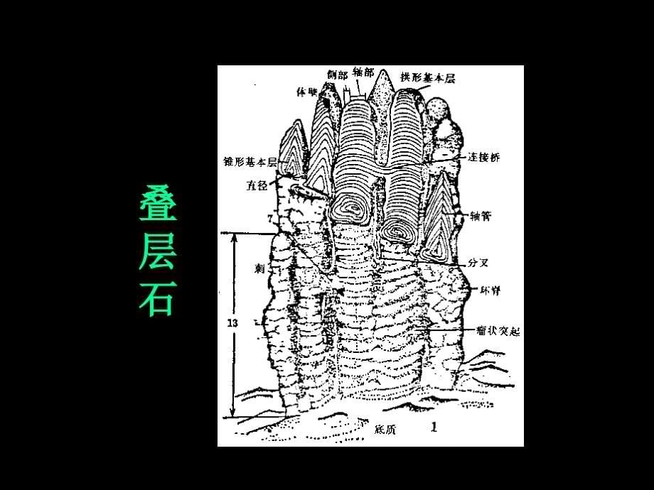 11古植物 (2)_第5页