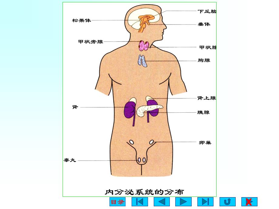 内分泌(卓越班)课件_第4页