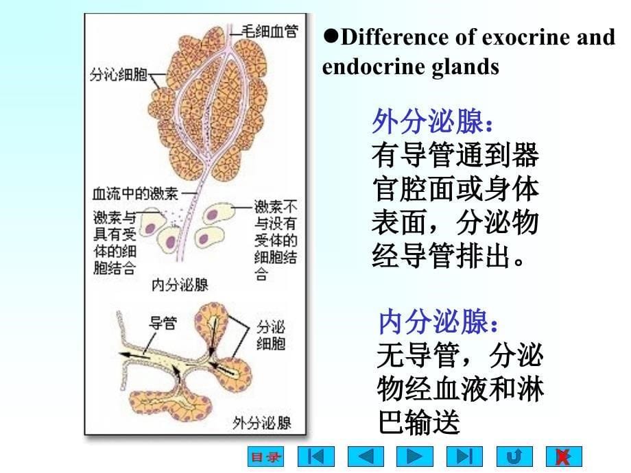 内分泌(卓越班)课件_第5页