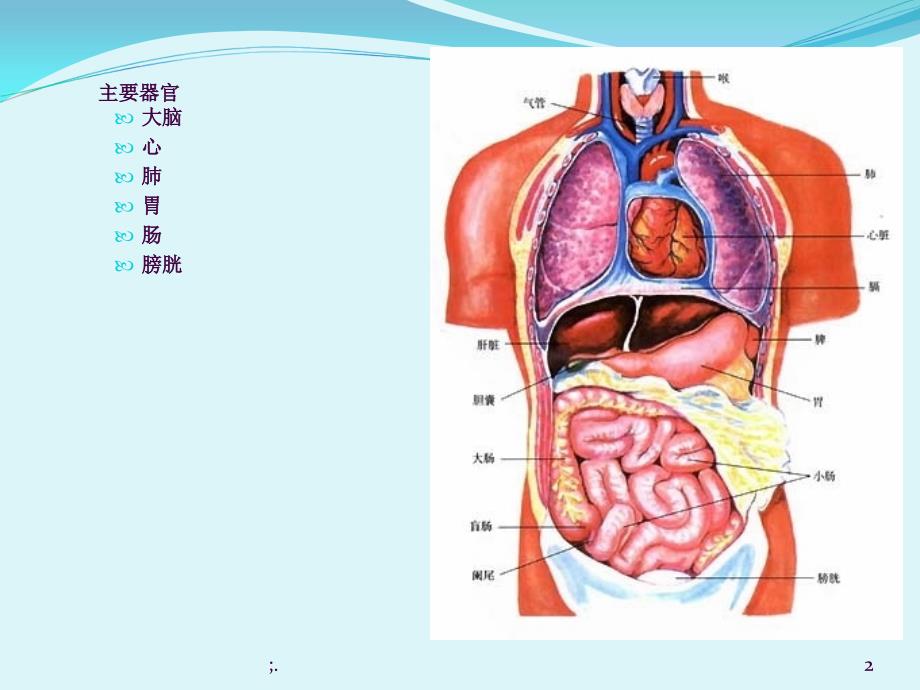 人体的主要器官1ppt课件_第2页