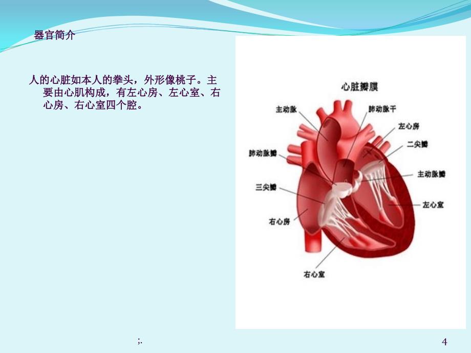 人体的主要器官1ppt课件_第4页