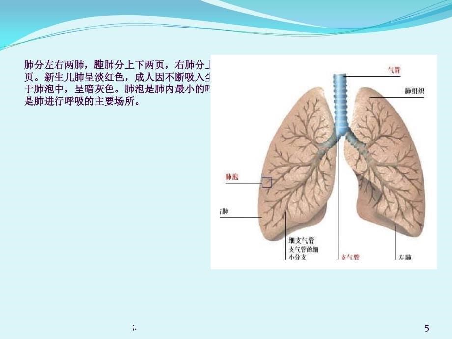 人体的主要器官1ppt课件_第5页