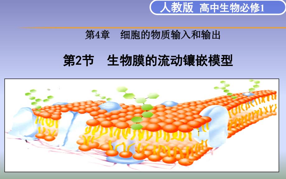 生物膜的流动镶嵌模型_第1页