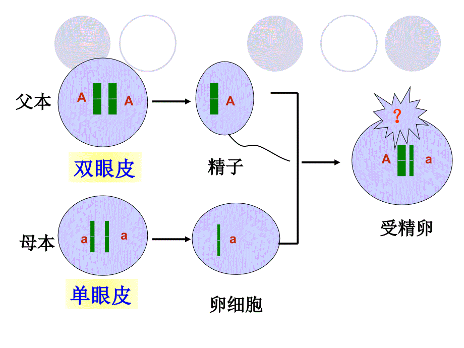 八年级下册生物第三节基因的显性和隐性ppt_第2页