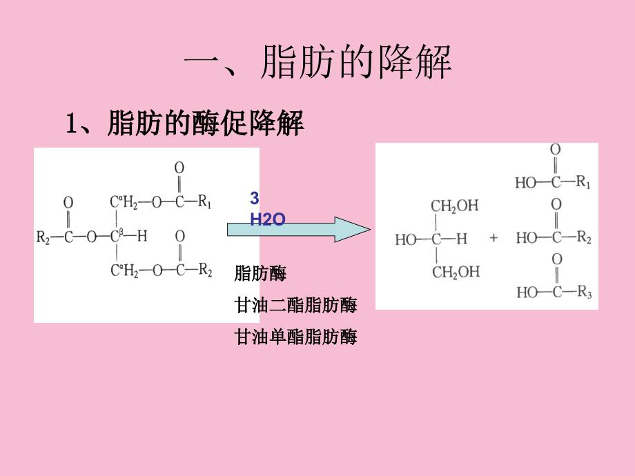 生化b脂类代谢ppt课件_第2页