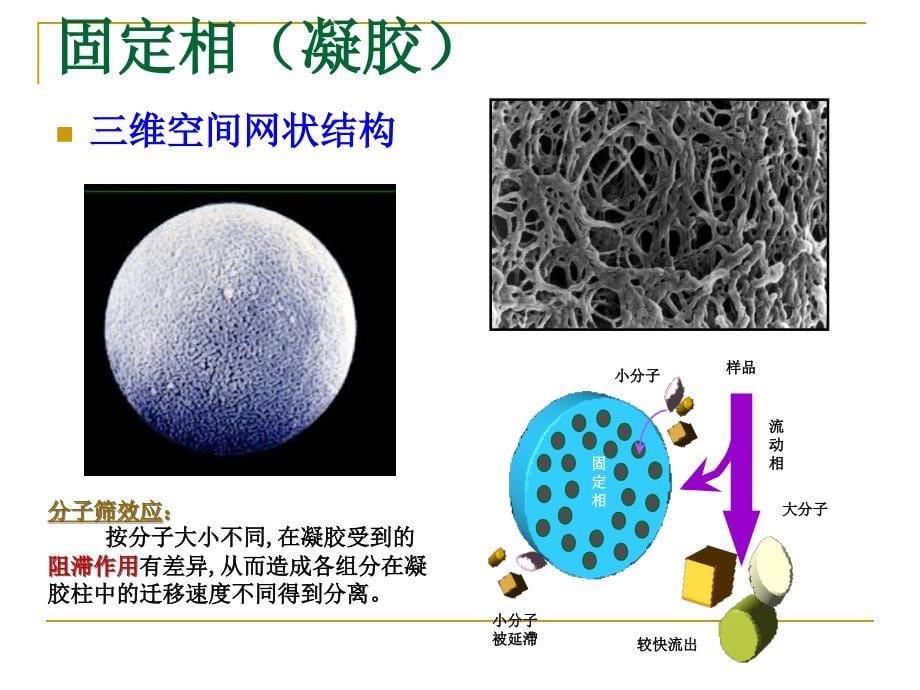 凝胶过滤层析_第5页