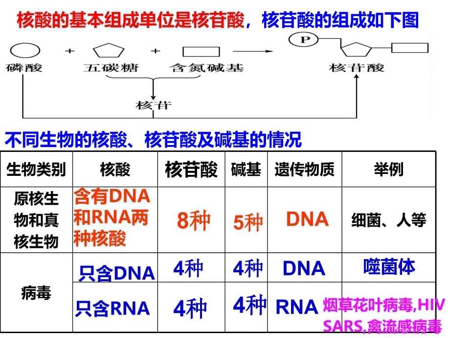 高三生物一轮复习组成细胞的分子_第5页