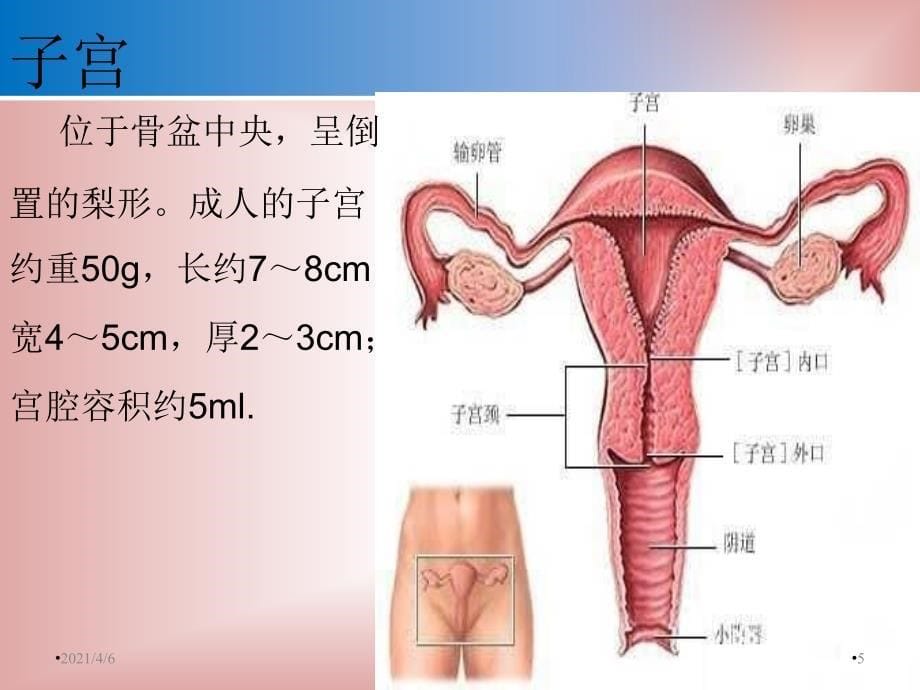 子宫肌瘤护理查房文档资料_第5页