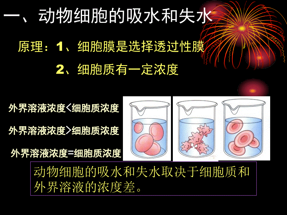 一轮：跨膜运例._第4页