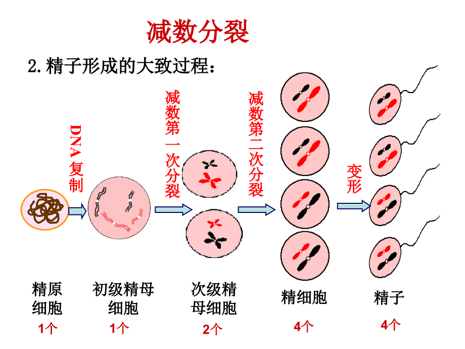 生物学考复习必修二_第2页