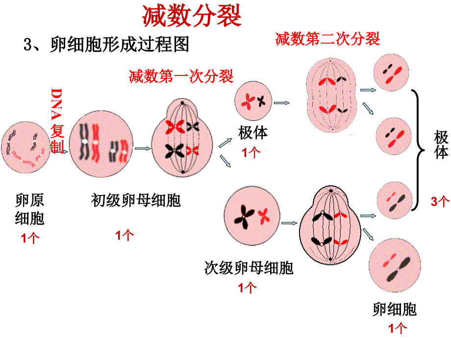 生物学考复习必修二_第3页