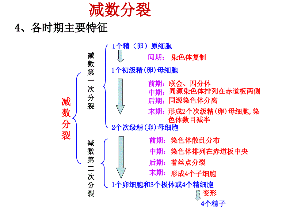 生物学考复习必修二_第4页