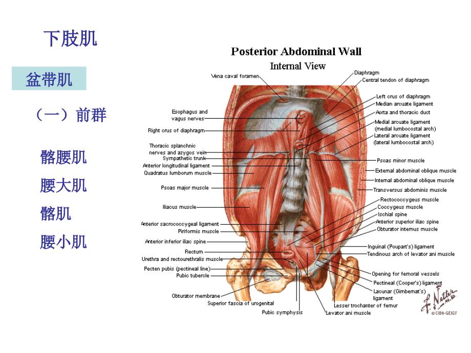 《运动解剖学》教学课件：下肢肌_第1页