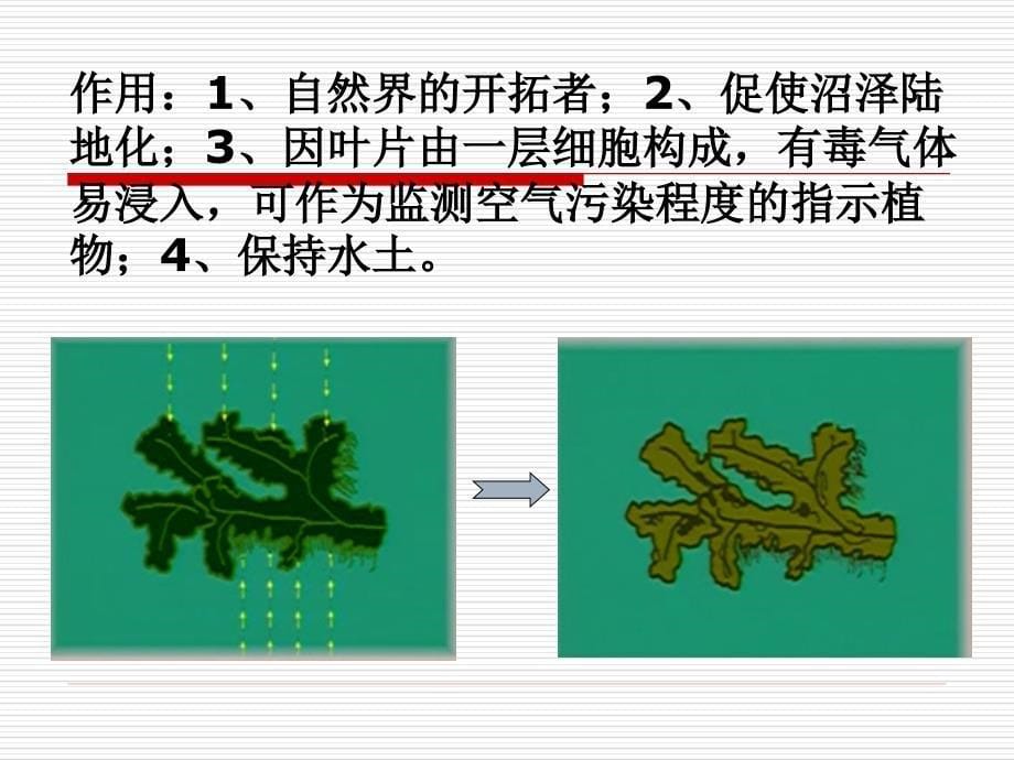 专题7物圈中有哪些绿色植物_第5页