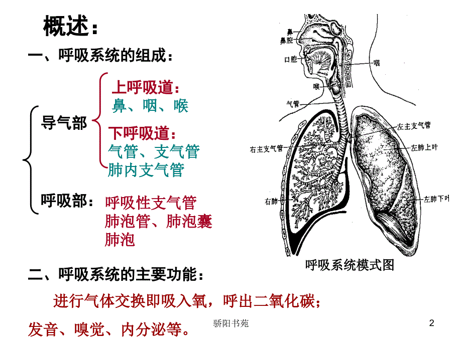 呼吸系统080403[骄阳书苑]_第2页