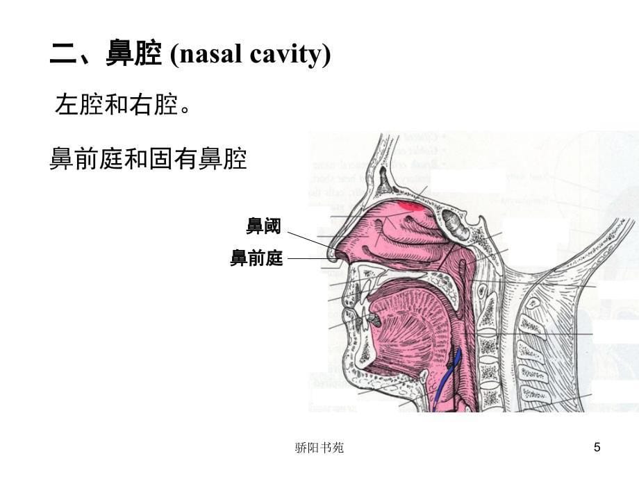 呼吸系统080403[骄阳书苑]_第5页