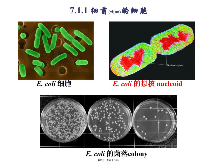 -细菌的遗传分析课件_第4页