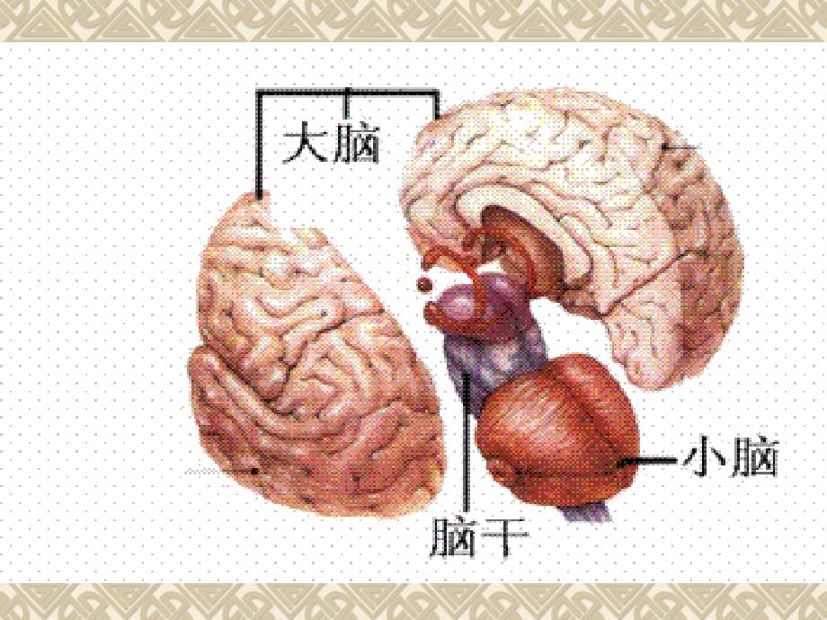 神经外科手术配合PPT优秀课件_第4页