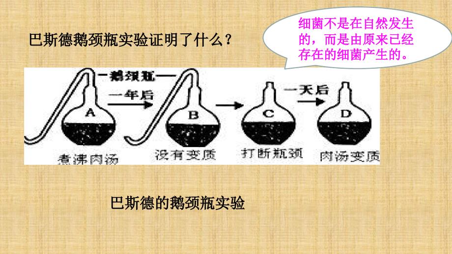 初中八年级生物上册第五单元第四章第二节细菌名师优质课件新版新人教版_第3页