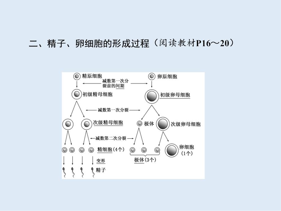 高一生物人教版必修二课件：第2章 第1节 减数分裂和受精作用 第1课时 减数分裂_第4页