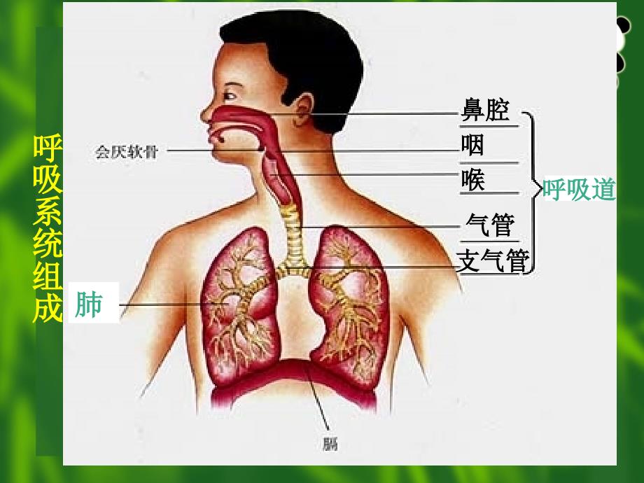 呼吸道对空气的处理_第2页