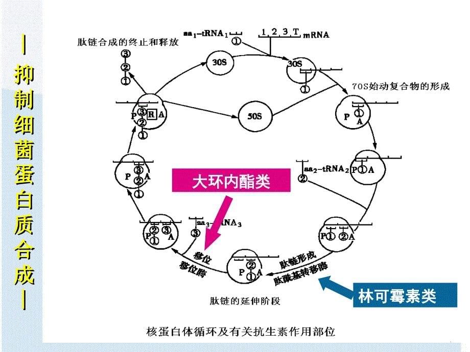 《yj医本抗菌药物》课件_第5页