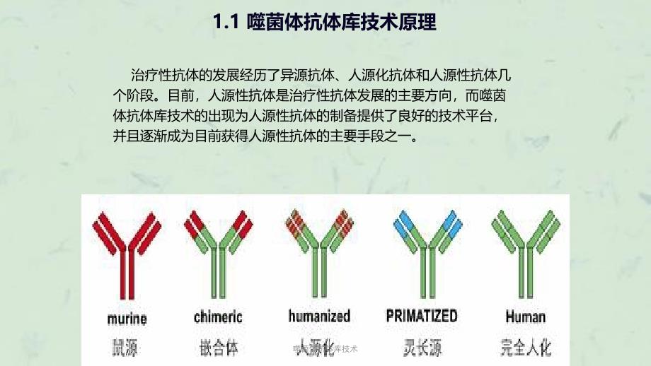 噬菌体抗体库技术课件_第3页