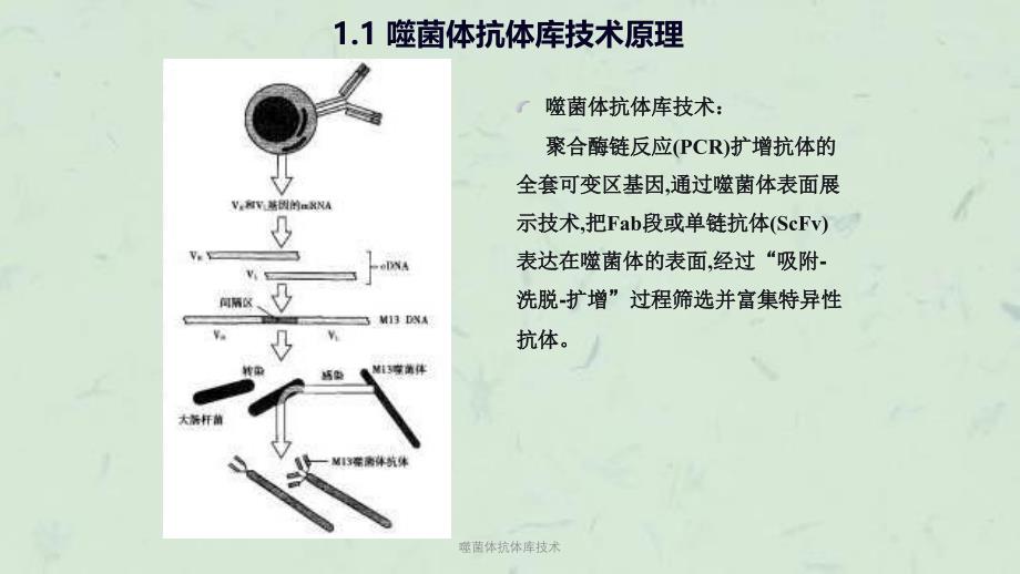 噬菌体抗体库技术课件_第4页