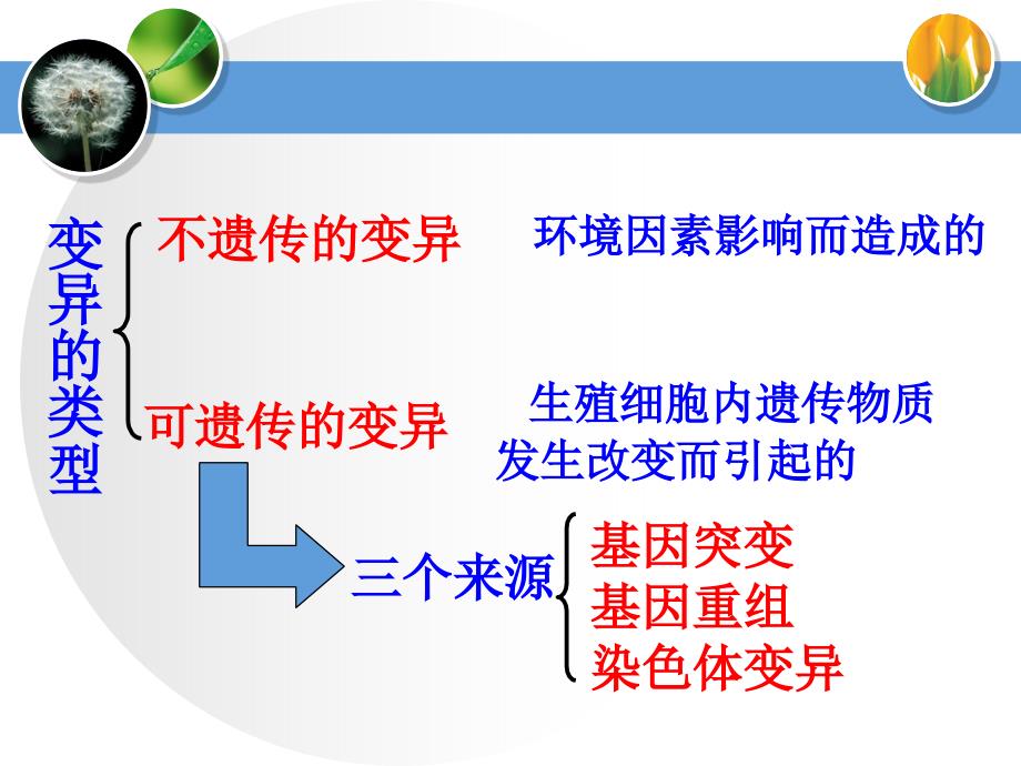 51基因突变和基因重组_第2页