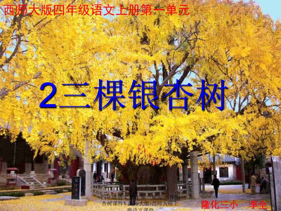 最新四年级语文上册第一单元三棵银杏树1_第1页