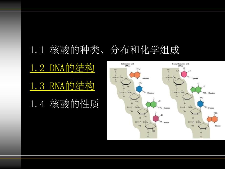 生物化学与原理1核酸_第2页