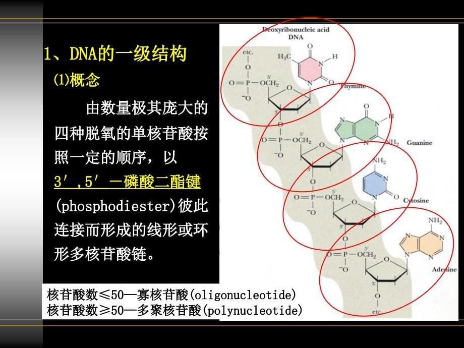 生物化学与原理1核酸_第5页