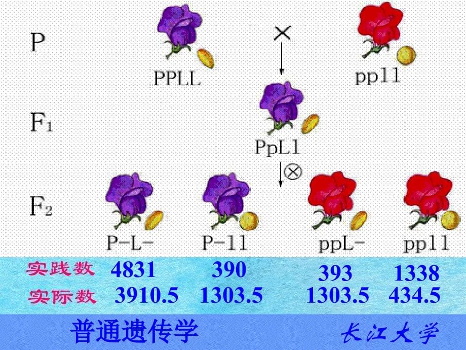 第五章连锁遗传和性连锁ppt课件_第5页