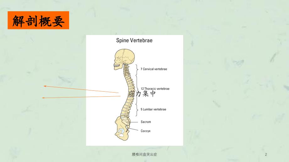 腰椎间盘突出症课件_第2页