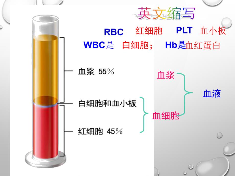 血流的管道-血管课件_第3页